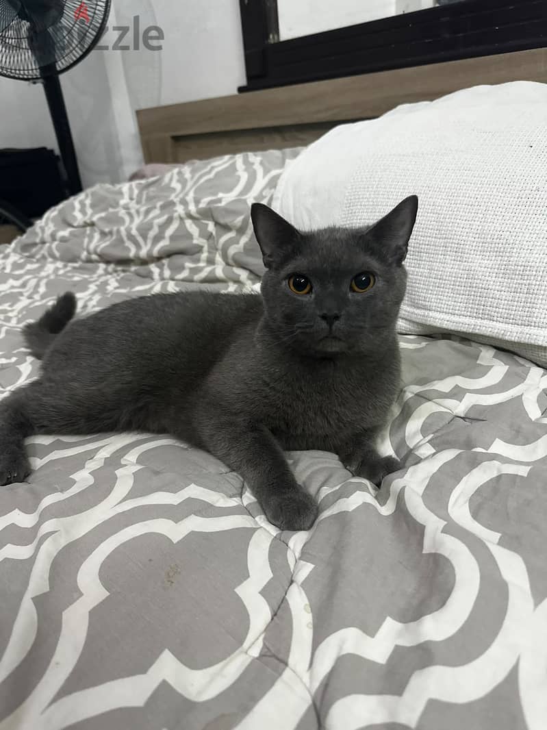 Russian blue cat hypoallergenic male in riyadh 4