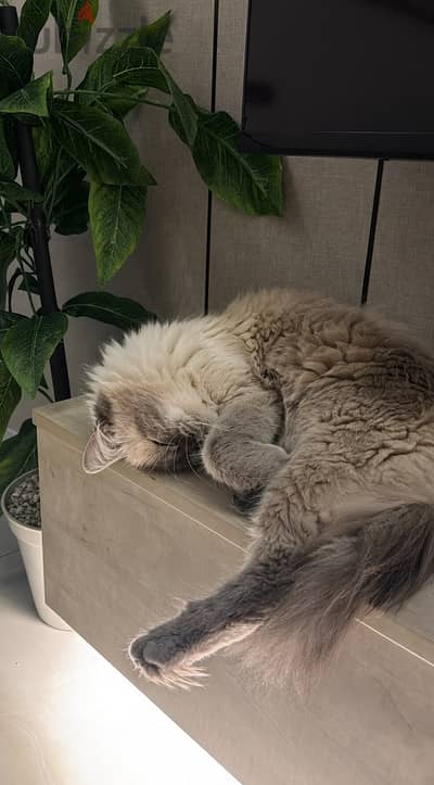 ragdoll himalayan