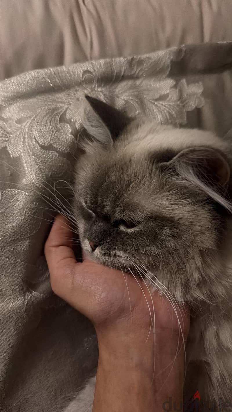 ragdoll himalayan 2