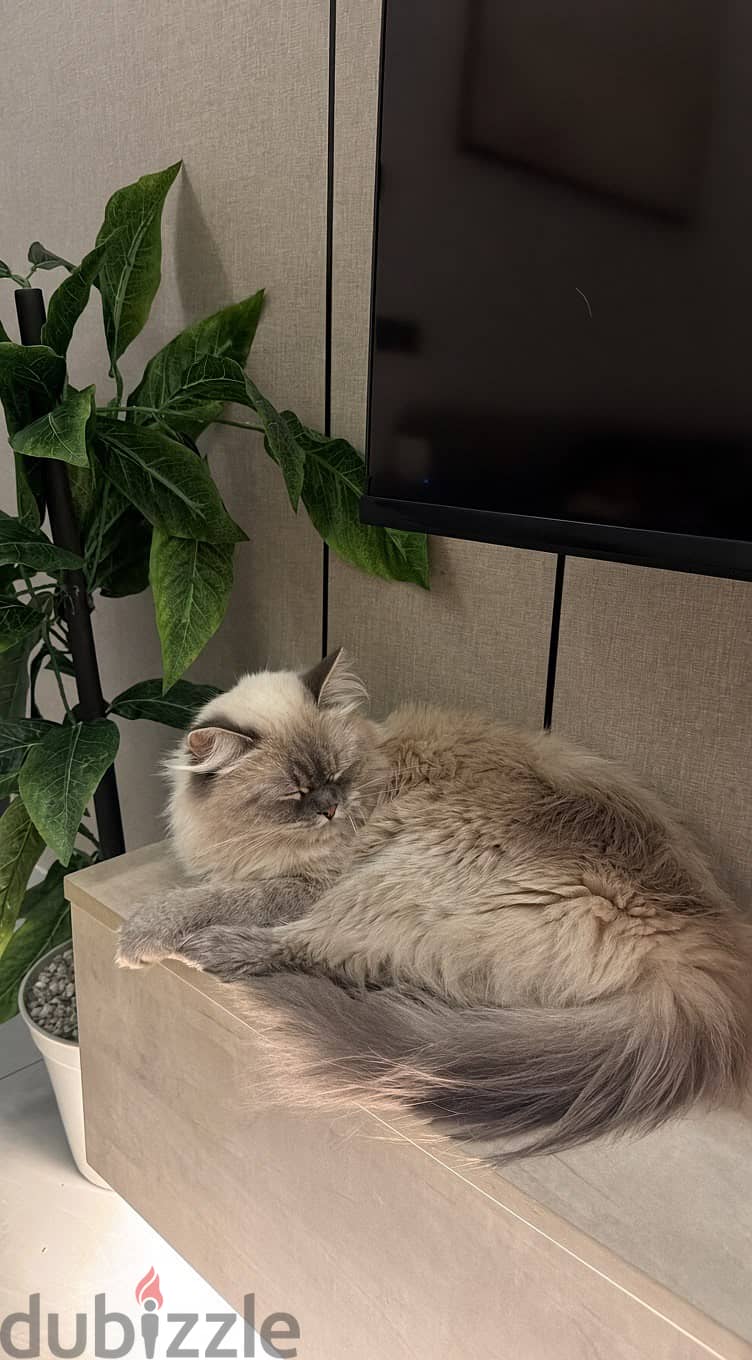 ragdoll himalayan 4