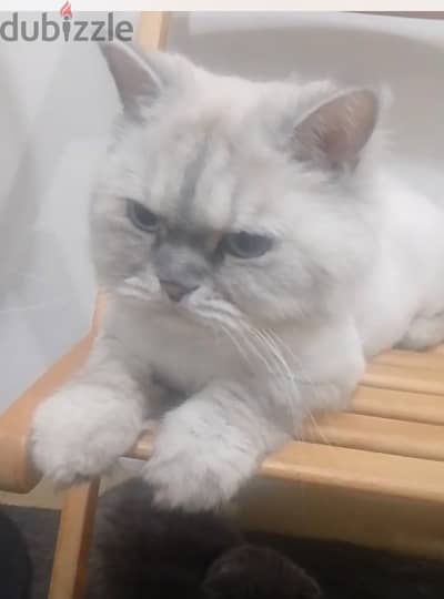 Ragdoll Male Riyadh