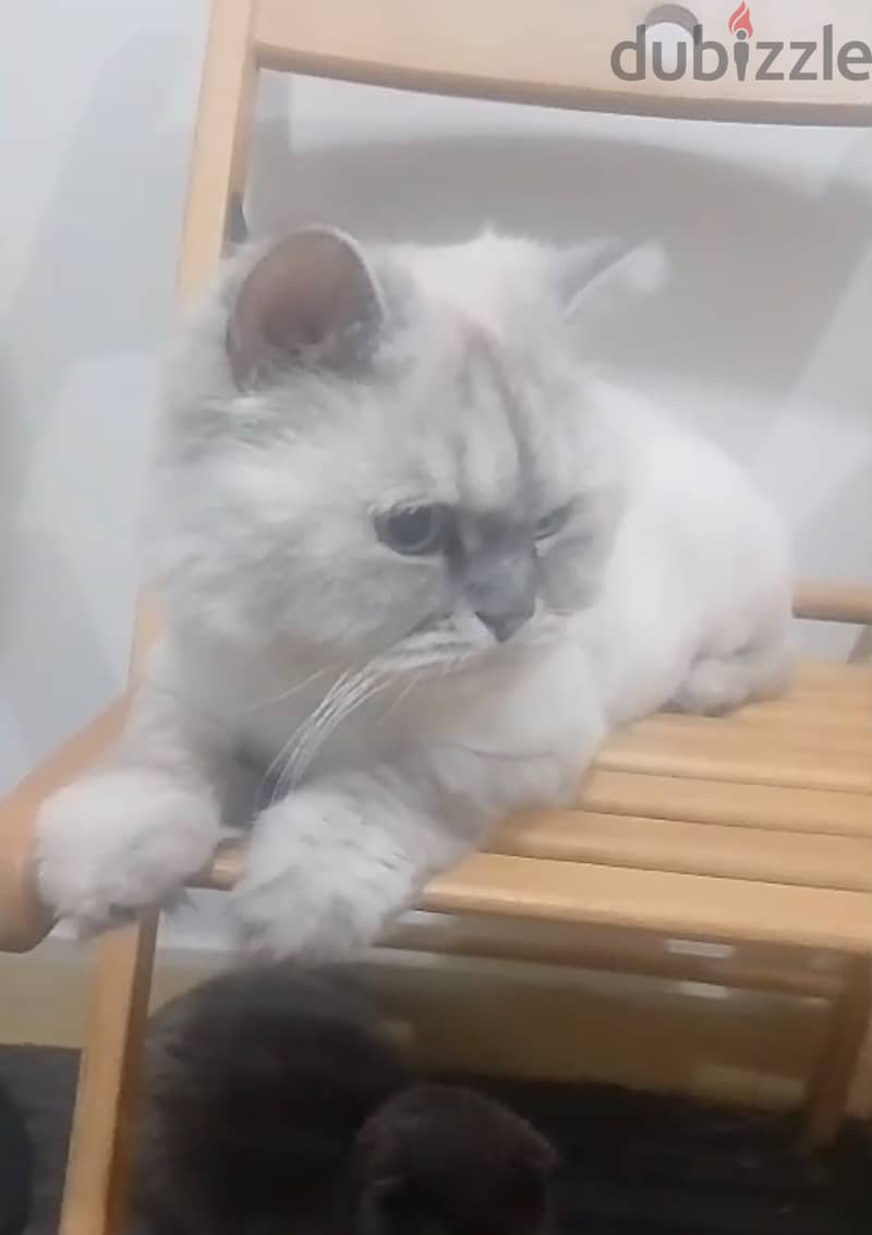 Ragdoll Male Riyadh 1