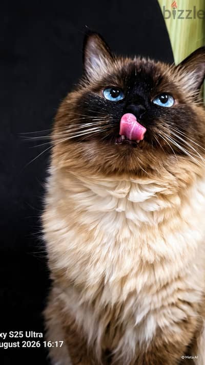 Ragdoll cat for adoption FREE