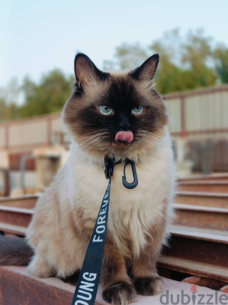 Ragdoll cat for adoption FREE 1
