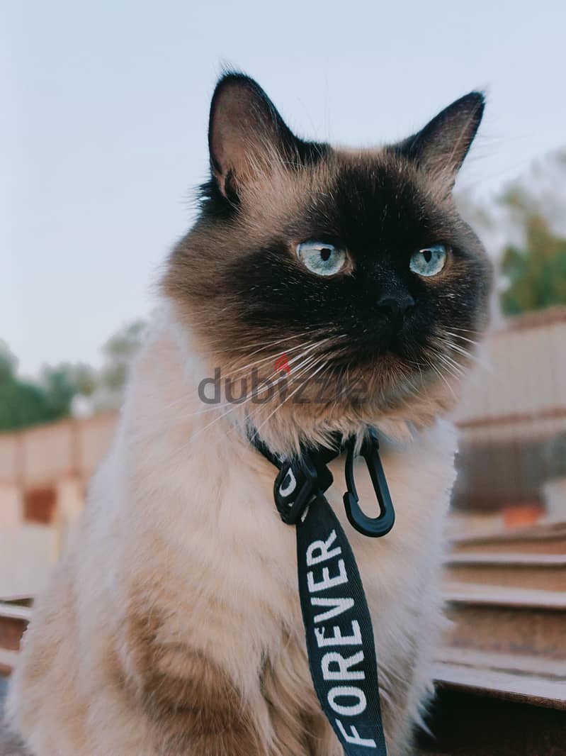 Ragdoll cat for adoption FREE 2
