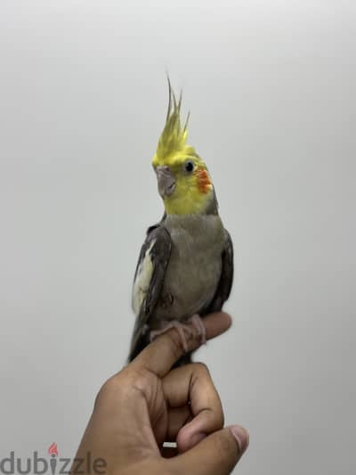 Lovely Cockatiel for sale