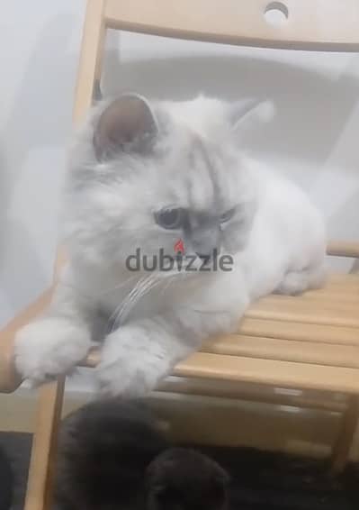 Ragdoll Male