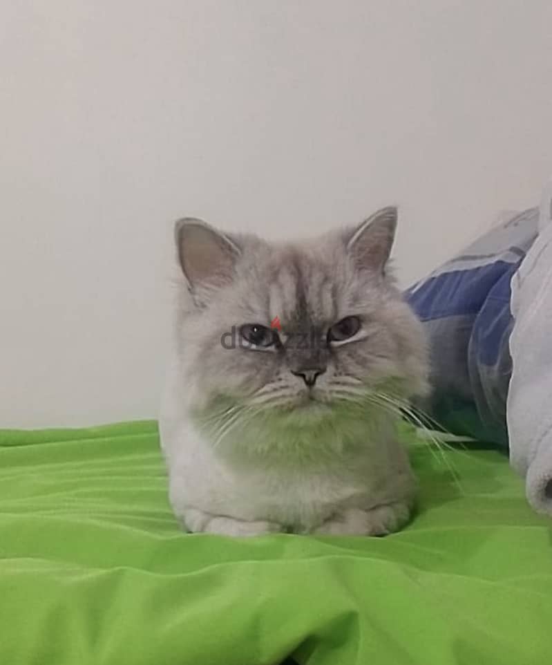 Ragdoll Male 2