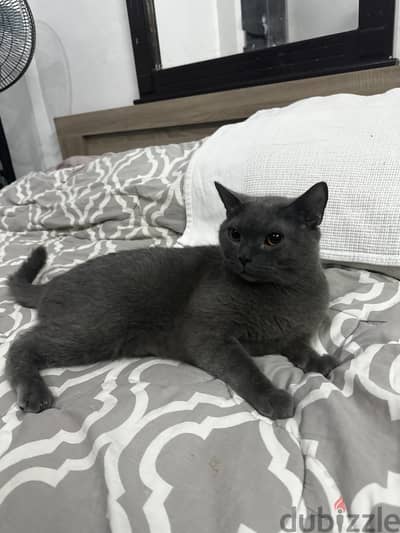 Russian blue male