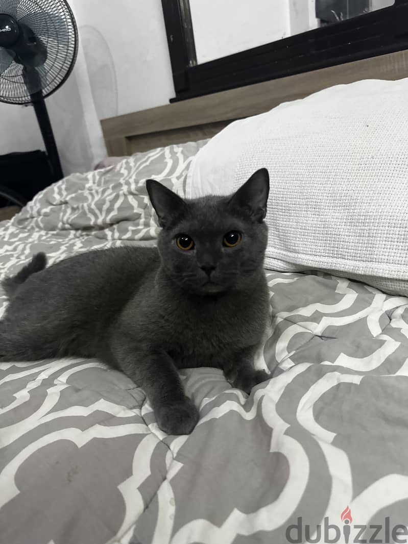 Russian blue male 1