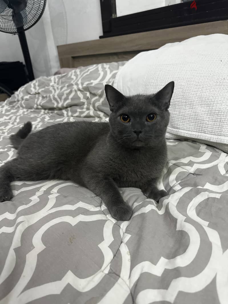 Russian blue male 2