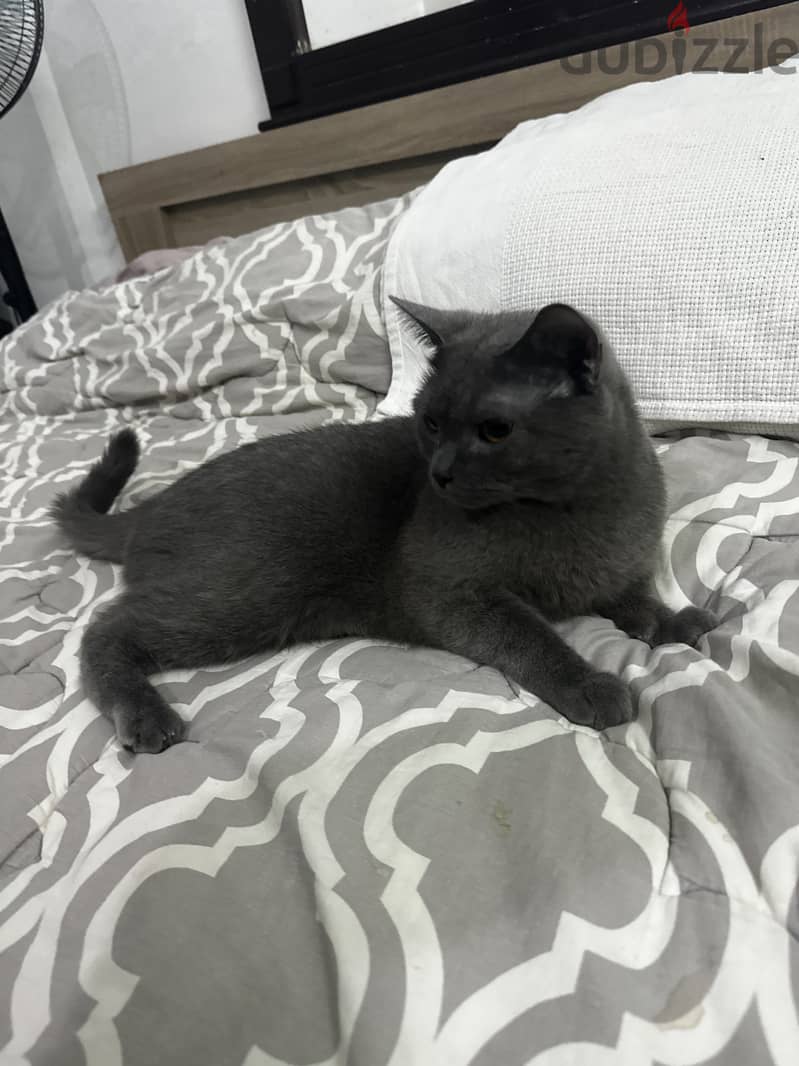 Russian blue male 3