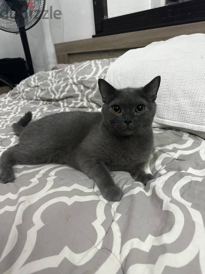 Russian blue male 4