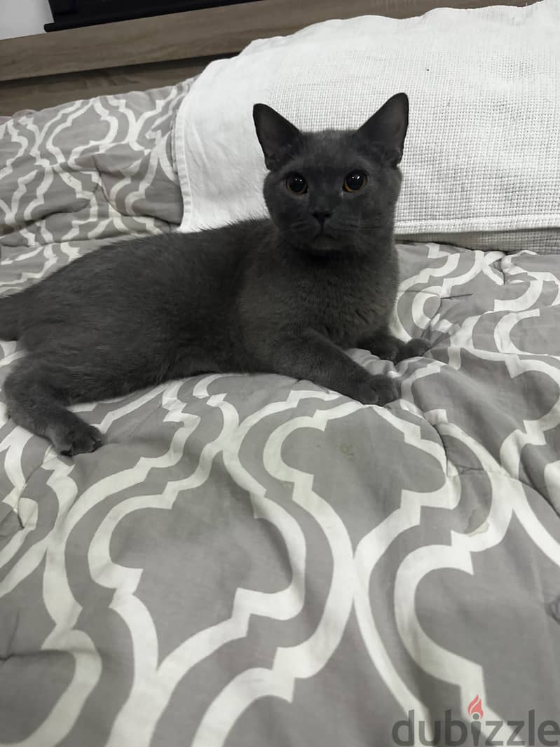 Russian blue male 5