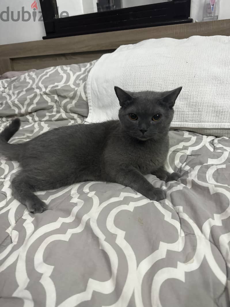 Russian blue male 6
