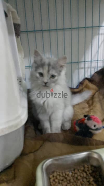 Ragdoll