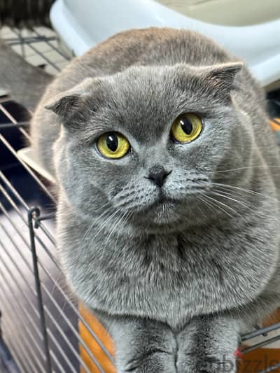 Scottish fold female blue