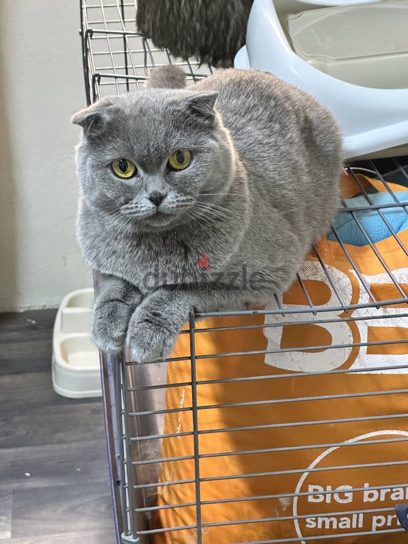 Scottish fold female blue 1