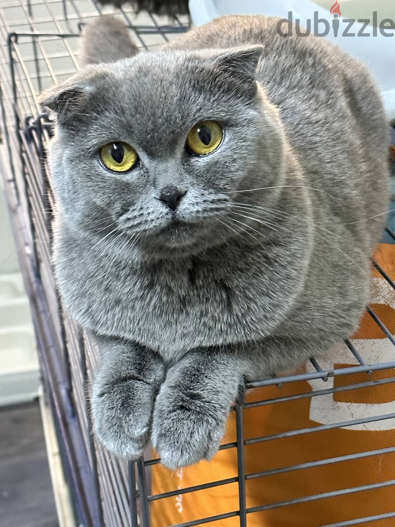 Scottish fold female blue 2