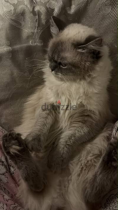 Ragdoll female