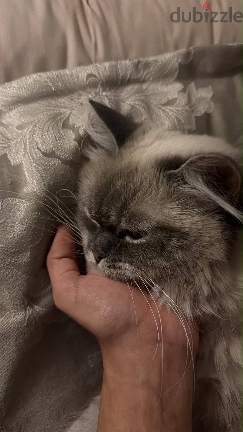 Ragdoll female 1