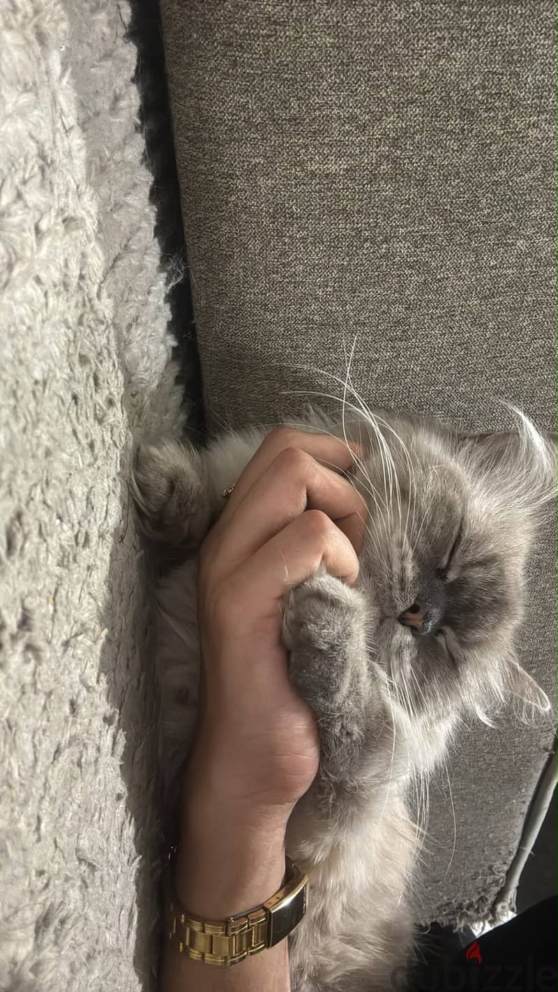 Ragdoll female 2