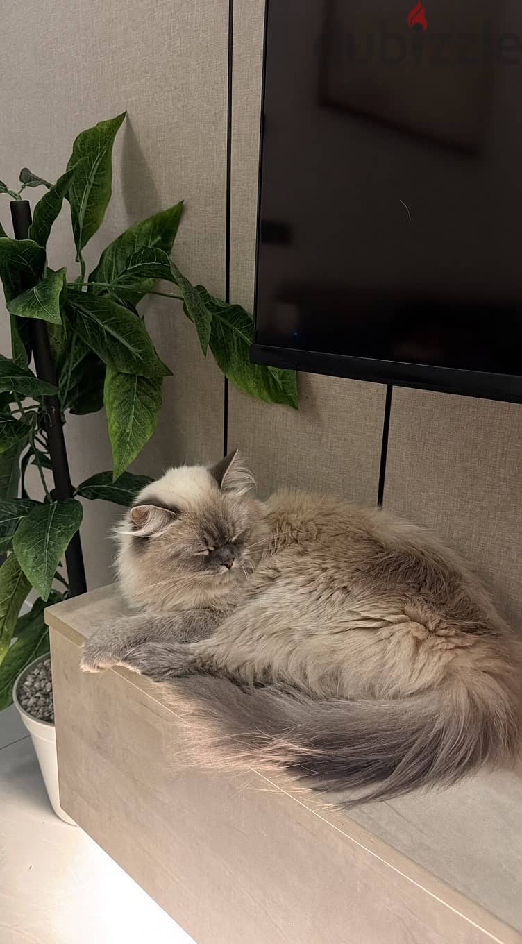 Ragdoll female 3