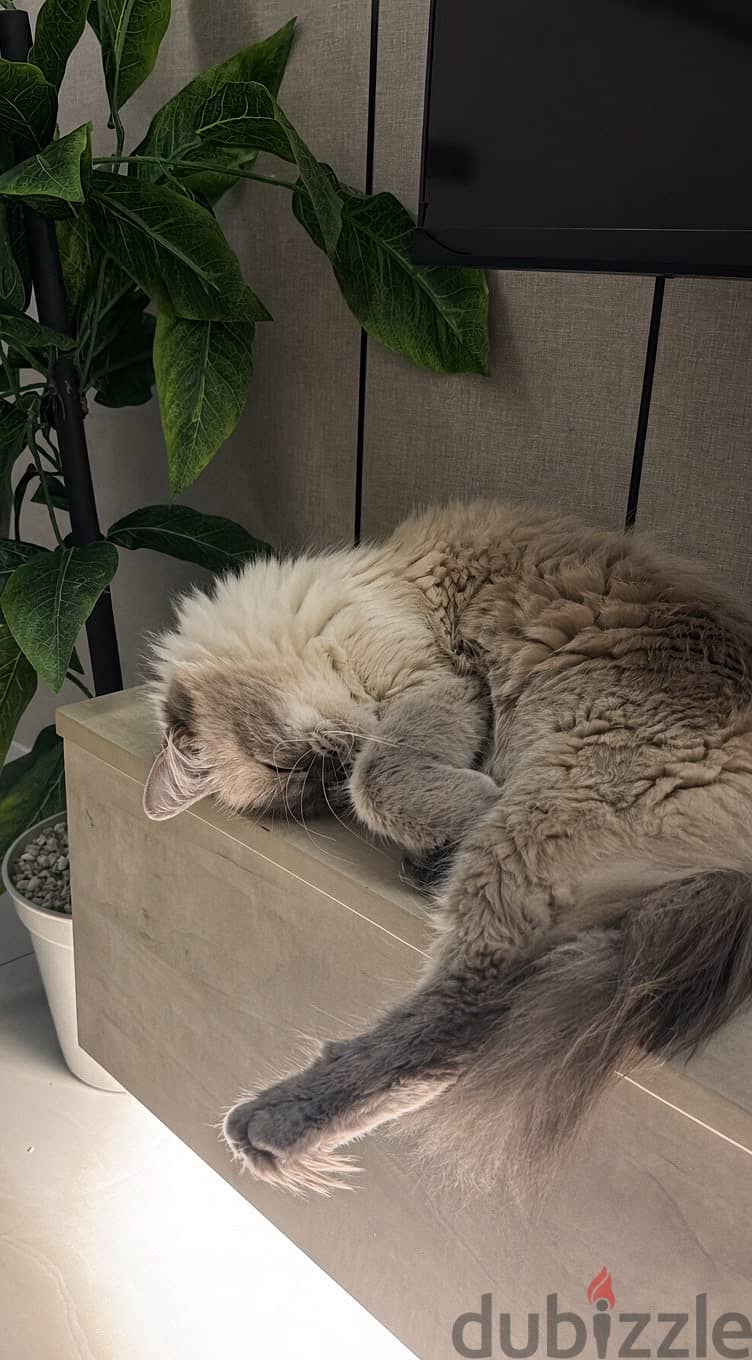 Ragdoll female 4