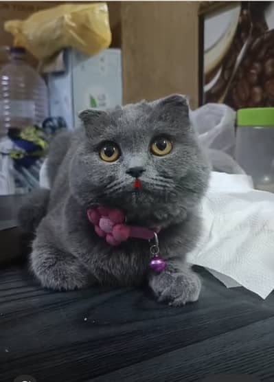 Scottish fold female