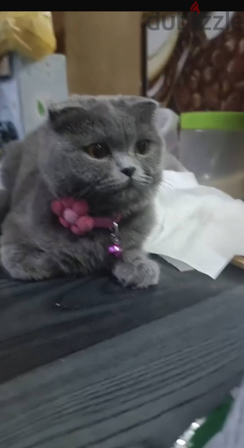 Scottish fold female 1