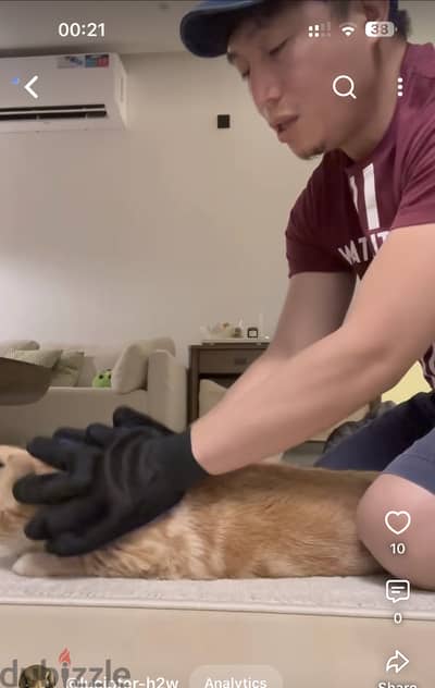 Pet Cat Sitter , Cat Sitter Riyadh.