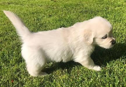 Golden Retriever//Whatsapp Me (+966) 588993320