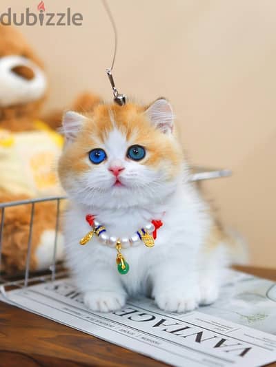 Purebred Munchkins Kittens For Adoption