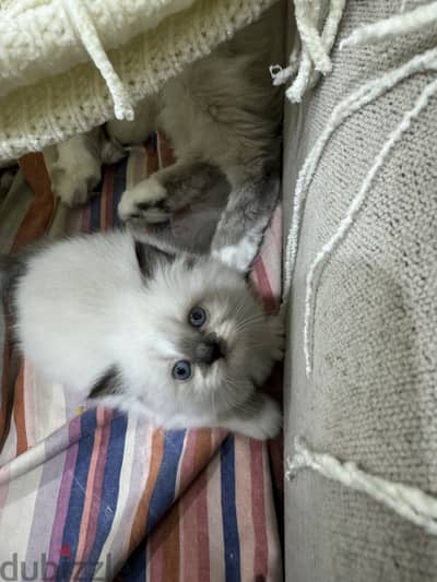 ragdoll kitten for sale