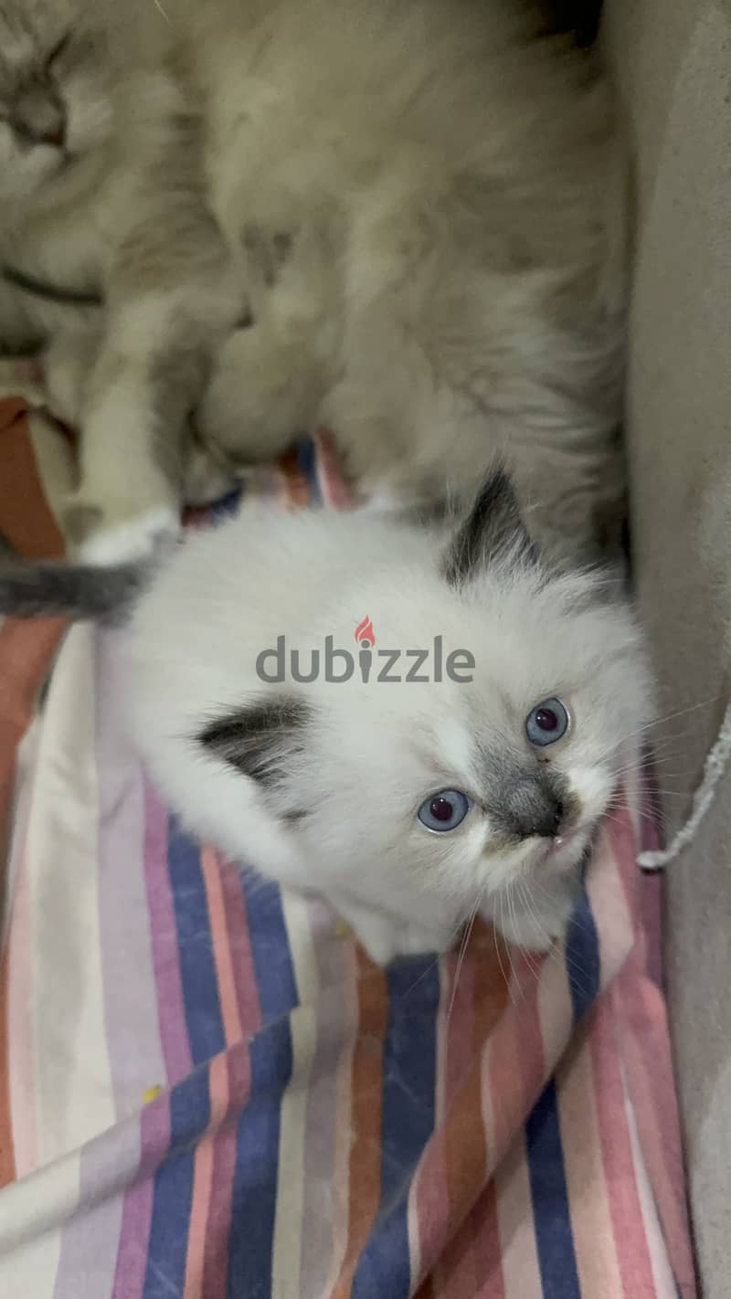 ragdoll kitten for sale 1