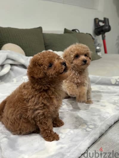 Purebred Poodle Puppies For Forever Adoption