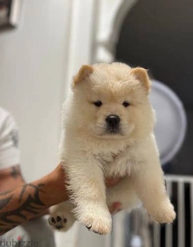 Whatsapp Me +966 (583)921348//Chow Chow Puppies 1