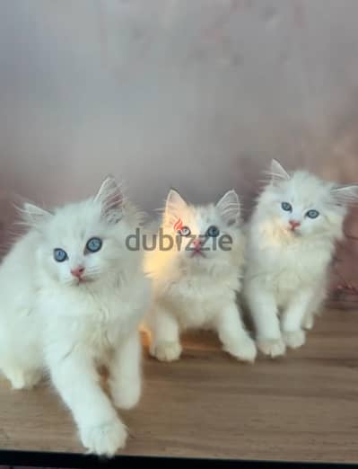 Ragdoll kittens for adoption