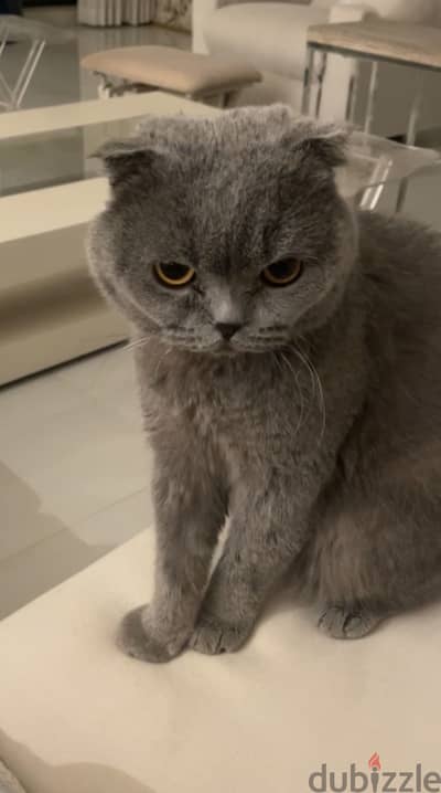 Scottish fold