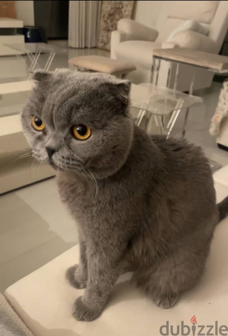 Scottish fold 1