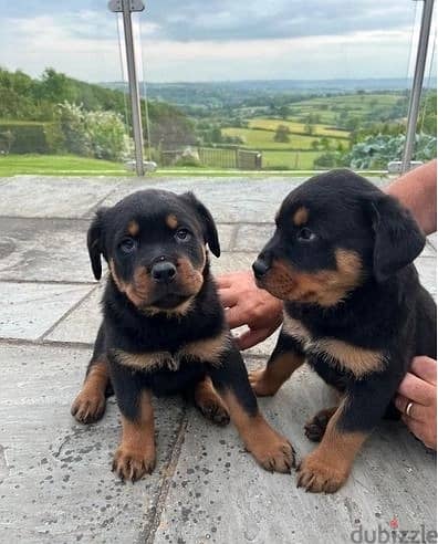 Rottweiler Puppies//Whatsapp Me 0(588) 993320
