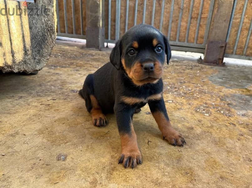 Rottweiler Puppies//Whatsapp Me 0(588) 993320 1