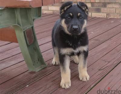 Whatsapp Me (+966) 588993320//G-Shepherd Puppies