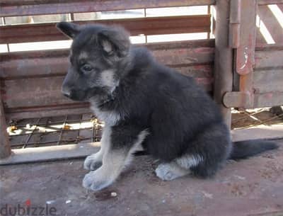 G-Shepherd Puppies//Whatsapp Me (+966) 588993320