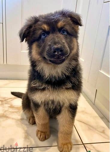 G-Shepherd Puppies//Whatsapp Me (+966) 588993320 1