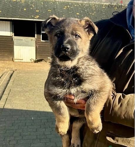 Whatsapp Me (+966) 588993320//G-Shepherd Puppies 1