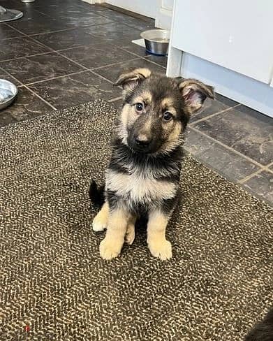 Whatsapp Me (+966) 588993320//G-Shepherd Puppies