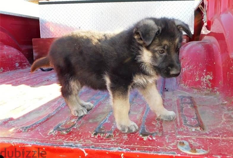 Whatsapp Me (+966) 588993320//G-Shepherd Puppies 1