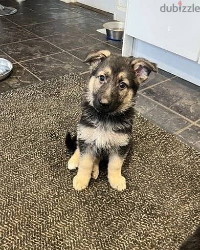 G-Shepherd Puppies//Whatsapp Me (+966) 588993320