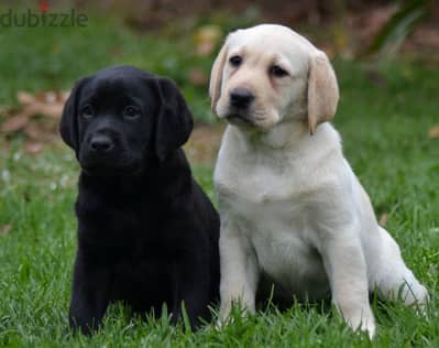 Labrador Puppies//Whatsapp Me +966 (583)-921348